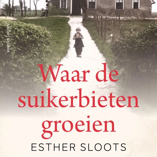 Waar de suikerbieten groeien